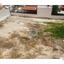 plot for sale dali nicosia 7788954 thumbnail 16937274