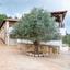 3 bedroom detached house for sale neo chorio paphos 8959264 thumbnail 17779870