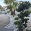 4 bedroom detached house for sale aradippou larnaca 8060464 thumbnail 13224750