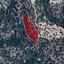 land for sale amargeti paphos 1323464 thumbnail 15598609