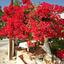studio restaurant for sale tala paphos 7756464 thumbnail 10325791