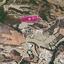 land for sale steni paphos 7812964 thumbnail 10644269
