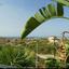 3 bedroom detached house for sale geroskipou paphos 1684074 thumbnail 4399881