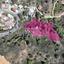 plot for sale kakopetria nicosia 1389374 thumbnail 14055889