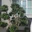 3 bedroom detached house for rent episkopi lemesou limassol 1261774 thumbnail 15707545