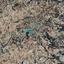land for sale polemi paphos 7649774 thumbnail 16015564