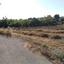 land for sale anarita paphos 8960874 thumbnail 17800329