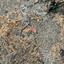 land for sale latsia nicosia 1751874 thumbnail 15597821