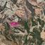 18730 SQM Land for sale in Steni, Paphos thumbnail 14206548