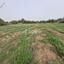 land for sale mandria pafou paphos 8450684 thumbnail 15084046