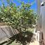 3 bedroom detached house for rent faneromeni larnaca 8903694 thumbnail 17394302