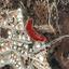 land for sale peyia paphos 8395894 thumbnail 16071471