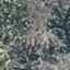 land for sale amargeti paphos 1279105 thumbnail 15599869