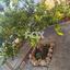 2 bedroom detached house for rent limassol municipality limassol 8602205 thumbnail 15755995