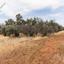 land for sale astromeritis nicosia 8645205 thumbnail 15931494