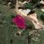 669 SQM Plot for sale in Drousia, Paphos thumbnail 14229651
