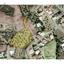 land for sale kornos larnaca 7873505 thumbnail 11392654