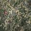 land for sale agros limassol 944605 thumbnail 15601324