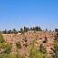 4915 SQM Land for sale in Agios Epifanios Oreinis, Nicosia thumbnail 15972199