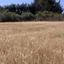 land for sale kouklia pafou paphos 8395315 thumbnail 14818344