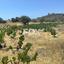 land for sale agros limassol 8355415 thumbnail 14460104