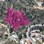 land for sale kakopetria nicosia 1736515 thumbnail 14047209