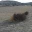 land for sale pera orinis nicosia 1062025 thumbnail 16181661