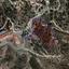 17226 SQM Land for sale in Pelendri, Limassol thumbnail 7609882