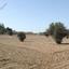 land for sale latsia nicosia 1932225 thumbnail 14473101