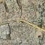 plot for sale germasogeia limassol 8374525 thumbnail 16700738