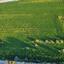 land for sale kato deftera nicosia 8355625 thumbnail 16136251