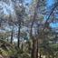 land for sale moniatis limassol 1658825 thumbnail 15430281