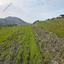 land for sale mitsero nicosia 1589135 thumbnail 16176810
