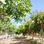 land for sale klirou nicosia 1844535 thumbnail 6620776