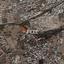 land for sale mouttalos paphos paphos 1161635 thumbnail 10032228