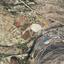 46825 SQM Land for sale in Paramytha, Limassol thumbnail 15614272