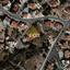 plot for sale konia paphos 1326835 thumbnail 10035052