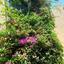 2 bedroom maisonette for sale potamos germasogeias limassol 1892345 thumbnail 15852623