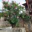 2 bedroom detached house for sale arsos lemesou limassol 8966055 thumbnail 17828510