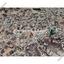 land for sale dali nicosia 8112055 thumbnail 13263067
