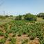 land for sale ineia paphos 823055 thumbnail 15599883