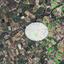 land for sale tala paphos 8629055 thumbnail 15865123