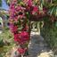 5 bedroom detached house for rent pyrgos limassol limassol 8692365 thumbnail 17264638