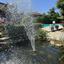 5 bedroom detached house for rent pyrgos limassol limassol 8692365 thumbnail 17264641