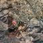 land for sale alampra nicosia 944565 thumbnail 15601587