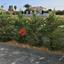 3 bedroom detached house for sale pyla larnaca 1306665 thumbnail 6330993