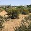 land for sale peyia paphos 1504665 thumbnail 16415698