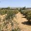 land for sale peyia paphos 1504665 thumbnail 16415705