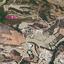 land for sale steni paphos 7812965 thumbnail 10644273