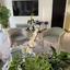 4 bedroom detached house for rent agioi trimithias nicosia 8360275 thumbnail 17525152